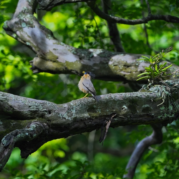 Yelagiri - Swamimalai