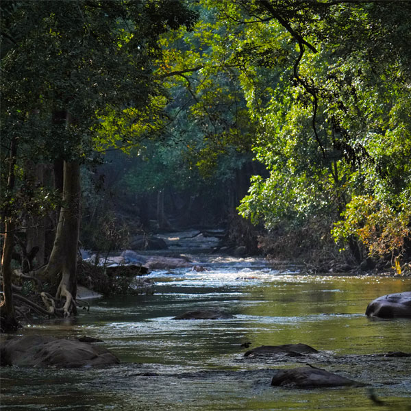 Chinnar Checkpost - Kottar