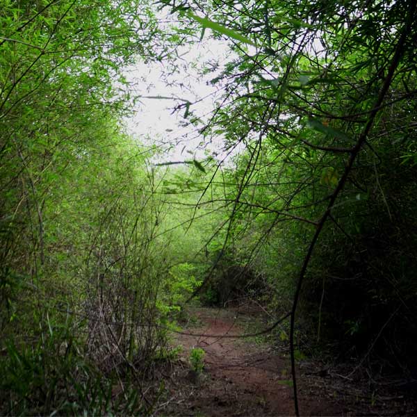 Yercaud  - Gundur  Limestone Cave