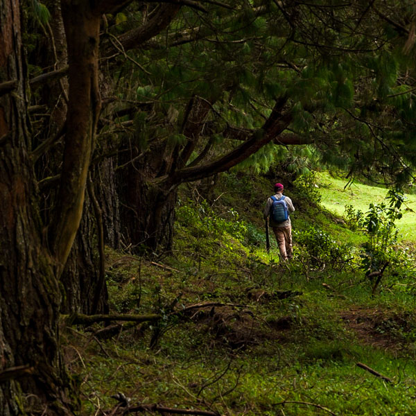 Parsons Valley Trekking Shed to Mukurthi Hut