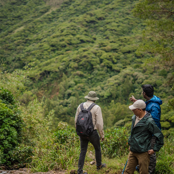 Avalanche (Cauliflower shola) - Kolaribetta